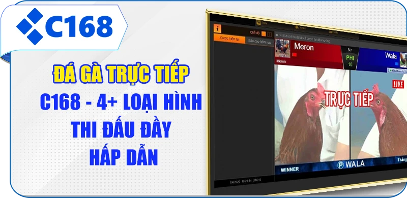 Đá Gà Trực Tiếp C168 - 4+ Loại Hình Thi Đấu Đầy Hấp Dẫn