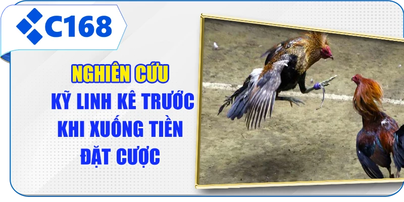 Nghiên cứu kỹ linh kê trước khi xuống tiền đặt cược