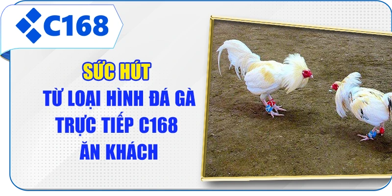 Sức hút từ loại hình đá gà trực tiếp C168 ăn khách