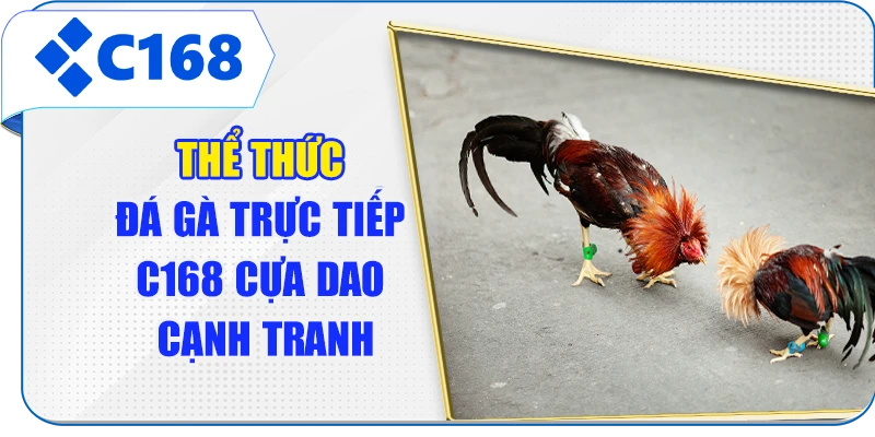 Thể thức đá gà trực tiếp C168 cựa dao cạnh tranh