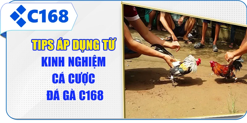 Tips áp dụng từ kinh nghiệm cá cược đá gà C168