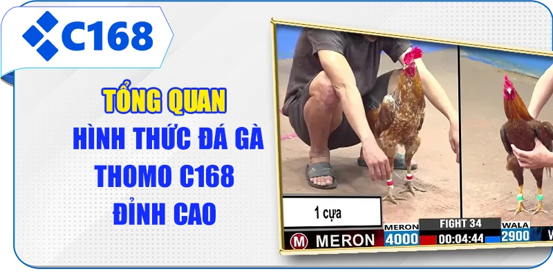 Tổng quan hình thức đá gà Thomo C168 đỉnh cao