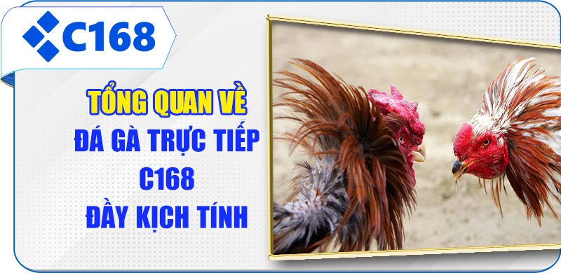 Tổng quan về đá gà trực tiếp C168 đầy kịch tính